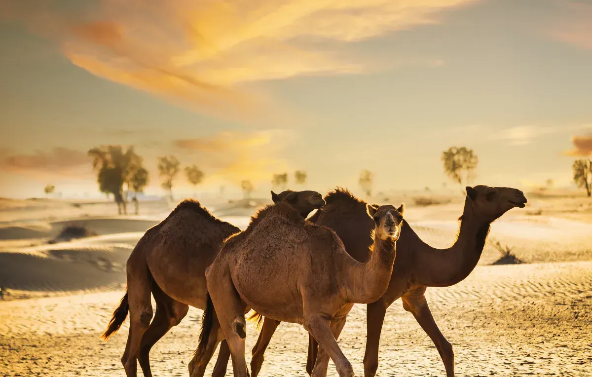 Imagem da galeria de Turquia e Dubai